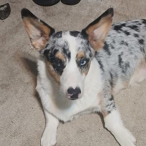 Meet your Posher, Holly